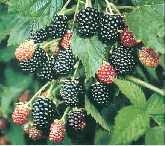 Picture of blackberry bush Loch Ness