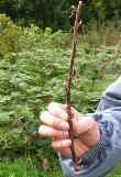 Blackcurrant propagate picture 2