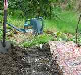 Blackcurrant propagate picture 4