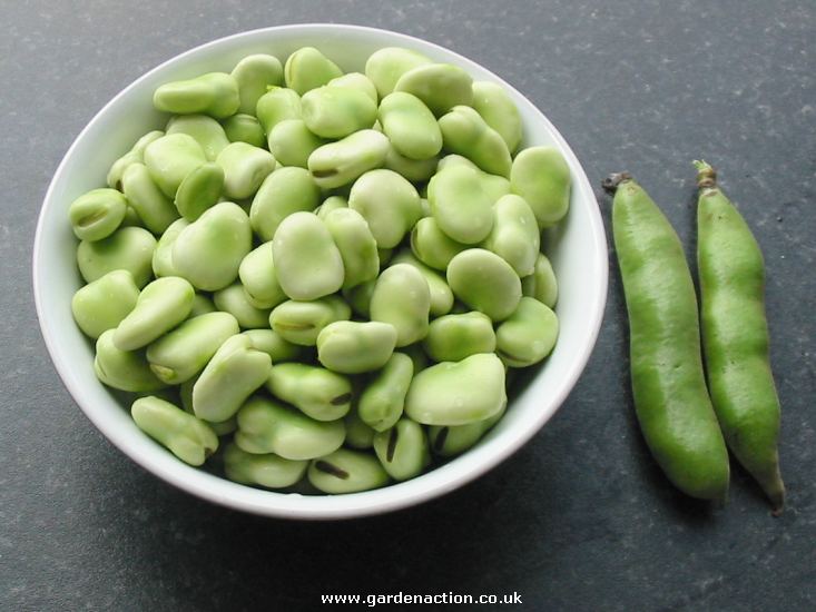 broad bean