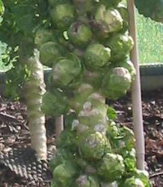 A healthy Brussels Sprouts plant in March