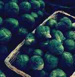 picture of brussels sprouts variety Peer Gynt