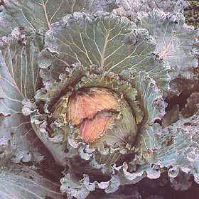 Cabbage variety January King