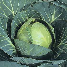 Cabbage  Minicole