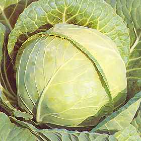 http://www.gardenaction.co.uk/images/cabbage_primo_early.jpg