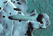 small cabbage white - caterpillar