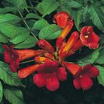 Campsis radicans, Trumpet Creeper