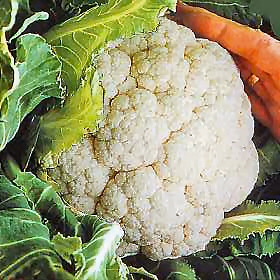 Cauliflower Armado