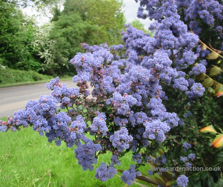 Цеанотус / Ceanothus / Калифорнийски люляк - Форум HobbyKafe.com