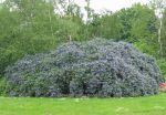 Ceanothus. Click picture to enlarge.
