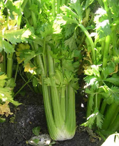 Self -blanching celery