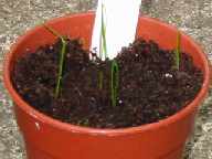 chives seedlings after germination picture