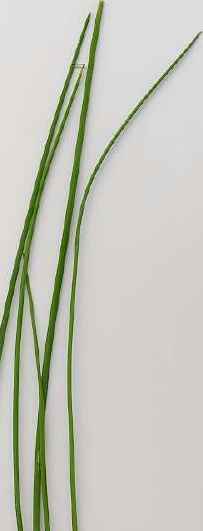 picture of chives, herb for health