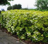 Mexican Orange Blossom pruned as a hedge. Click to enlarge.