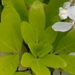 Choisya ternata Sundance foliage. Click to enlarge