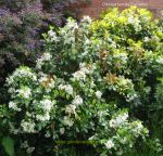 Choisya ternata and Choisya ternata Sundance