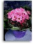 picture of cineraria - click to enlarge