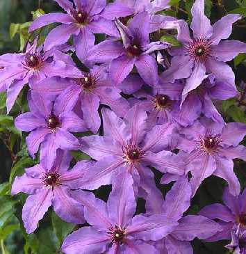 Picture of Clematis 'Blue Ravine'