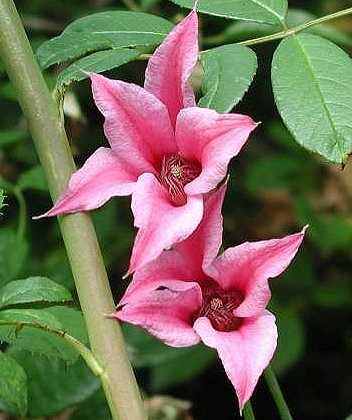 Picture of Clematis texensis 'Duchess of Albany'