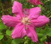 Picture of Clematis 'Ernest Markham' - click to enlarge