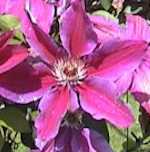 Clematis 'Fireworks' - click to enlarge