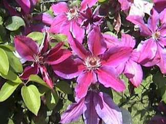 Picture of Clematis 'Fireworks'