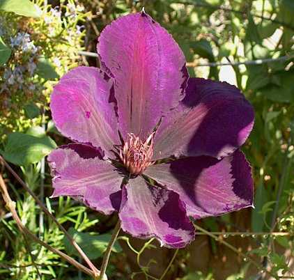 Picture of Clematis 'Jackmanii'