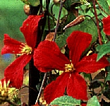 Picture of clematis 'Madame Julia Correvon'