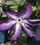 Picture of Clematis viticella 'Venosa Violacea'