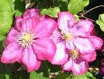 Picture of Clematis 'Ville De Lyon' - click to enlarge