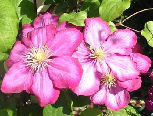 Picture of Clematis 'Ville de Lyon'