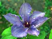 Picture of Clematis 'William Kennett'