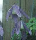 Picture of Clematis alpina 'Columbine'