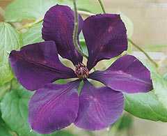 Picture of Clematis 'Gypsy Queen' - click to enlarge