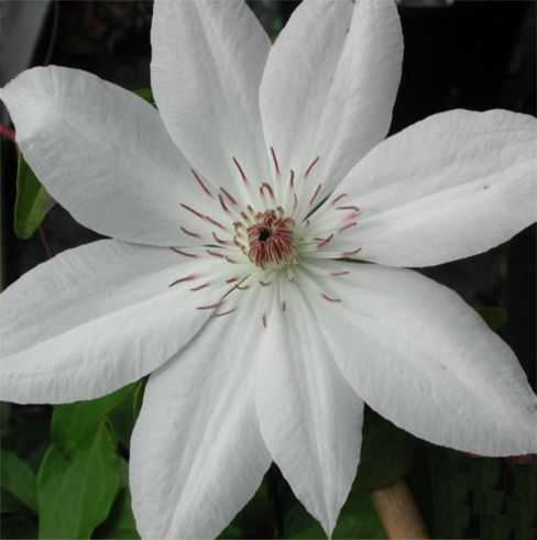 Clematis 'Henryi' 