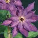 Picture of Clematis 'Kathleen Dunford'