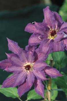 Picture of C L E M A T I S 'Kathleen Dunford'
