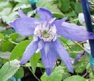 Clematis macropetala 'Blue Bird' - click to enlarge
