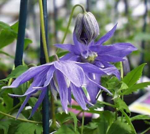 Clematis macropetala Maidwell Hall