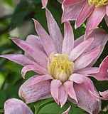 Clematis macropetala Markhams Pink - click to enlarge
