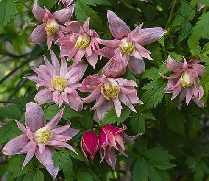 Picture of clematis macropetala 'Markhams Pink'