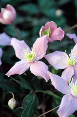 Picture of clematis montana 'Elizabeth'