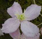 Picture of Clematis montana 'Fragrant Spring'