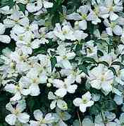 Picture of Clematis montana grandiflora
