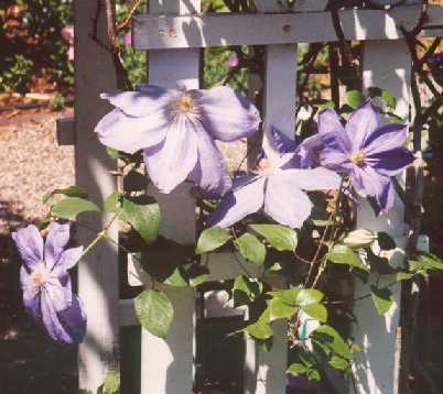 Clematis variety 'Mrs Cholmondeley'