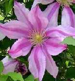 Picture of clematis 'Nelly Moser' - click to enlarge