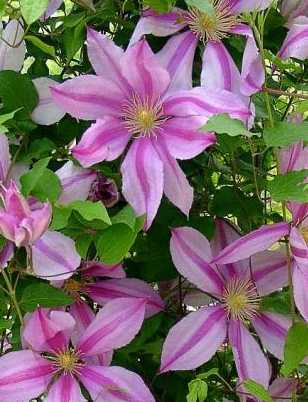 Picture of Clematis 'Nelly Moser'