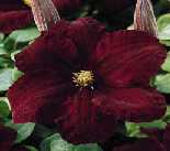 Picture of Clematis 'Niobe'