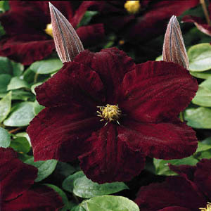 Picture of Clematis Niobe - a real stunner
