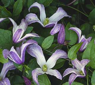 Picture of Clematis 'Pagoda'